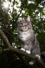 Naklejka na ściany i meble young blue tabby maine coon cat standing on branch of a tree in forest observing the area