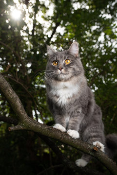 young blue tabby maine coon cat standing on branch of a tree in forest observing the area