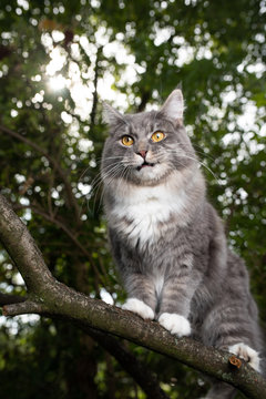young blue tabby maine coon cat standing on branch of a tree in forest observing the area making a funny face