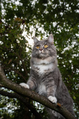 Naklejka na ściany i meble young curious blue tabby white maine coon cat standing on branch of a tree outdoors observing the forest looking ahead
