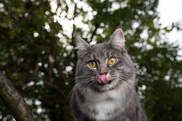 Naklejka na ściany i meble portrit of a young blue tabby white maine coon cat licking over nose outdoors in the forest