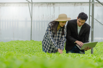 young asian farmer and business man talking and checking fresh green oak lettuce salad, organic hydroponic vegetable with laptop in greenhouse garden nursery farm, agriculture business concept