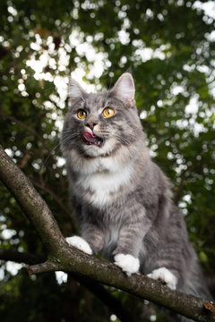 young blue tabby white maine coon cat standing on brnach of a tree in the forest licking over mouth with tongue looking ahead