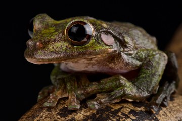 Fairy tree frog (Charadrahyla chaneque)