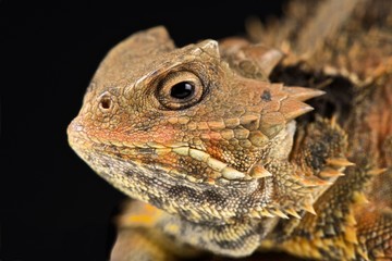 Mexican Plateau horned lizard(Phrynosoma orbiculare cortezii)