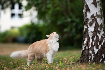 cream tabby ginger maine coon cat standing next to a birch tree looking up outdoors in the back yard