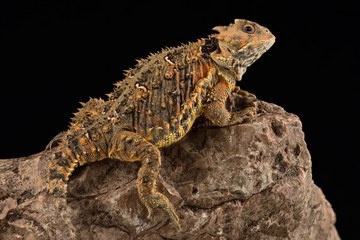 Mountain horned lizard (Phrynosoma orbiculare cortezii).
