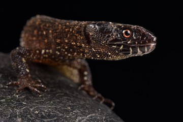 Tuxtla Tropical Night Lizard (Lepidophyma tuxtlae)