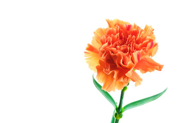 Blooming orange carnation on white background