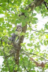 low angle view of a young blue tabby maine coon cat climbing on branch of a tree balancing looking focused