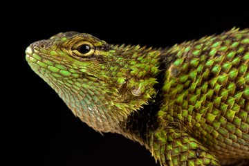 Mail-snouted Spiny Lizard (Sceloporus internasalis)