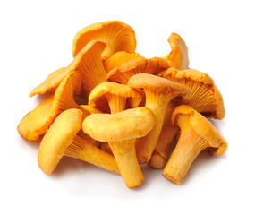 Chanterelle mushrooms isolated .