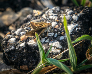 Eufala Skipper on a broken piece of pavement!