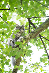 low angle view of a young blue tabby maine coon cat climbing on branch of a tree balancing looking focused