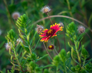 Indian Blanket along the Kelly Hamby Nature Trail!