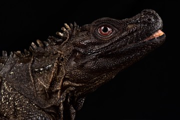 Amboina sail-finned lizard (Hydrosaurus amboinensis)