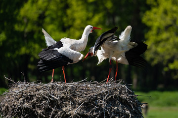 Storchenpaar bei der Balz
