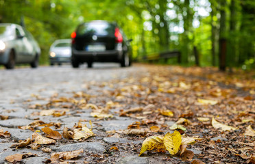 Cobblestone road at early autumn in the deciduous woods, passing cars in the background, focus on the yellow beech leaves.