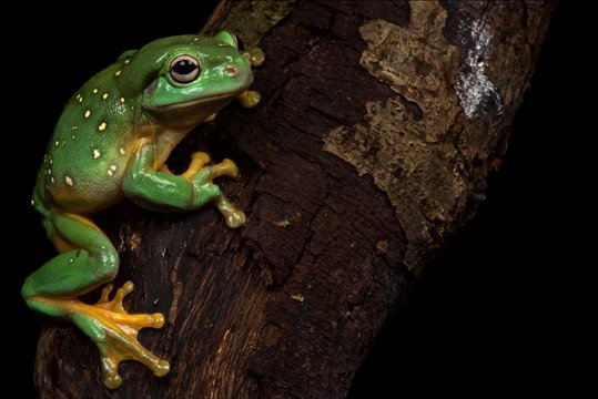 Magnificent tree frog (Litoria splendida)