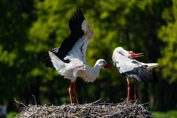 Storchenpaar bei der Balz