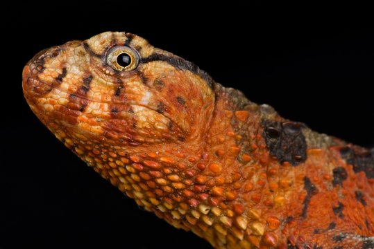 Chinese crocodile lizard (Shinisaurus crocodilurus)