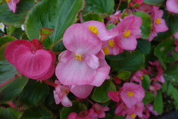 Naklejka premium 花壇に咲いたピンクのベゴニアの花