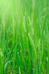 Fototapeta na wymiar The green rice and the beautiful grain of rice in the morning with dew drops