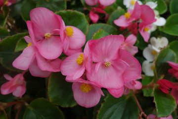 花壇に咲いたピンクのベゴニアの花