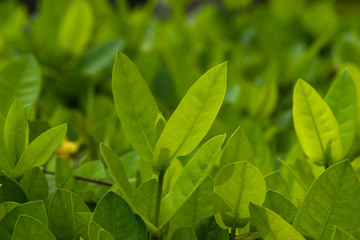 Fototapeta na wymiar Close-up fresh leaf buds, abstract nature background