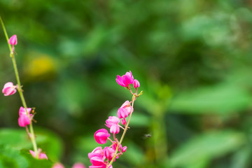 Blooming pink flower in nature, sweet background, blurry background