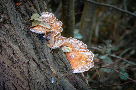 a brown tree fungus grows on a fallen tree trunk