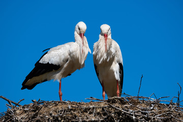 Weißstorchenpaar