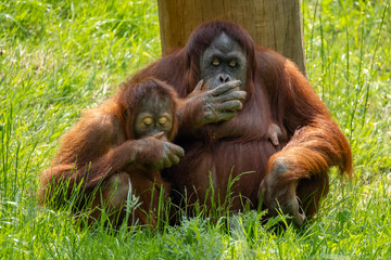 Orang Utan