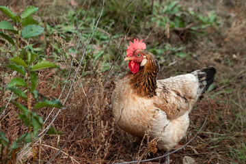 Beautiful chicken closeup outdoors on grass background. Concept poultry farm, chicken flu, farm, eggs.