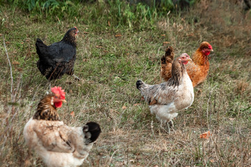 Beautiful chicken closeup outdoors on grass background. Concept poultry farm, chicken flu, farm, eggs.