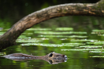 Nutria (Myocastor coypus)