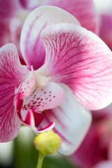 Obraz na płótnie Canvas orchidea rosa