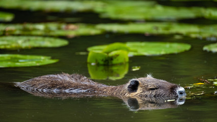 Nutria (Myocastor coypus)