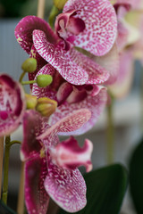 orchidea rossa