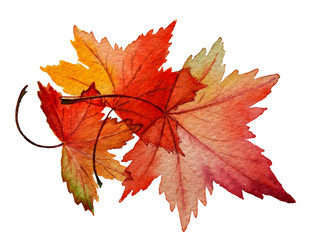 Obraz premium Maple autumn leaves isolated on white background.