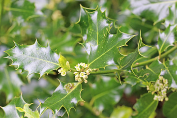 Holly bush in flower