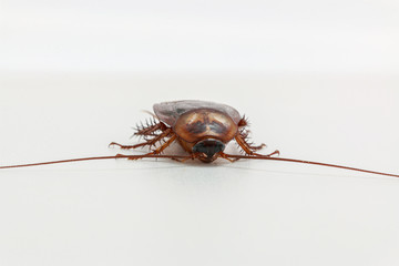 Cockroach brown   on a white background