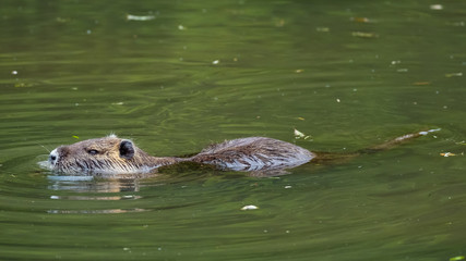 Nutria (Myocastor coypus)