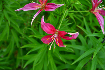 Lily pink color