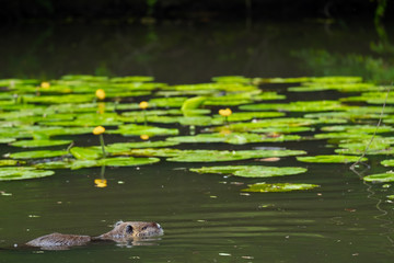 Nutria (Myocastor coypus)