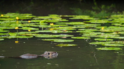 Nutria (Myocastor coypus)