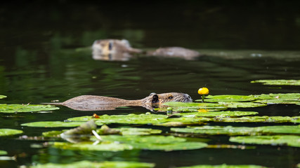 Nutria (Myocastor coypus)