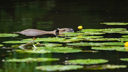 Nutria (Myocastor coypus)