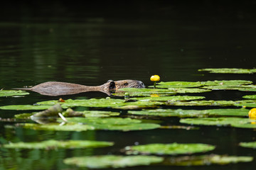 Nutria (Myocastor coypus)