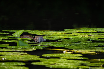 Nutria (Myocastor coypus)